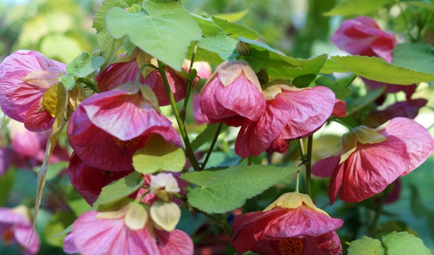 Абутилон Абутилон