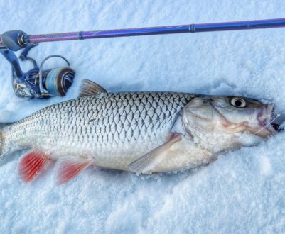 Особливості лову головня в зимовий період