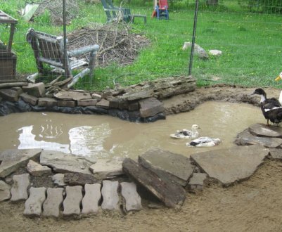 Штучний водойм для гусей та качок своїми руками