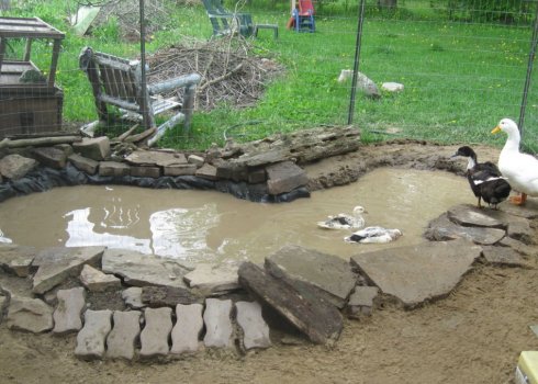 Штучний водойм для гусей та качок своїми руками