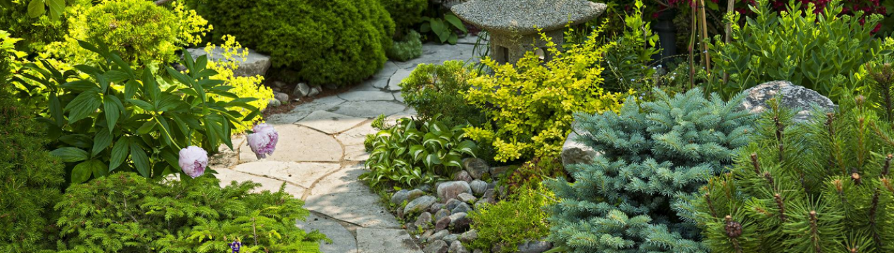 Використання карликових хвойних рослин в ландшафтному дизайні