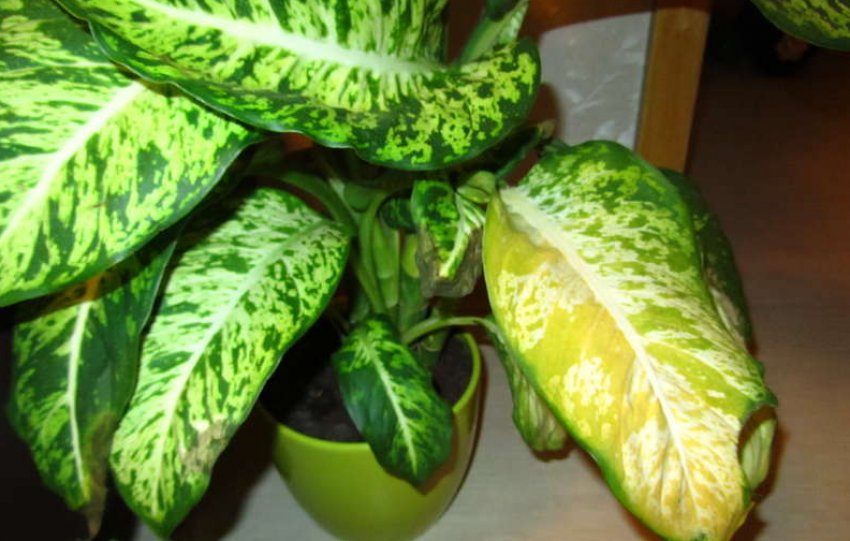 Пожовтіння листя Пожовтіння листя