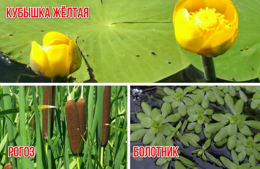 Как ухаживать за декоративным прудом на даче. Смотреть фото Как ухаживать за декоративным прудом на даче. Смотреть картинку Как ухаживать за декоративным прудом на даче. Картинка про Как ухаживать за декоративным прудом на даче. Фото Как ухаживать за декоративным прудом на даче
