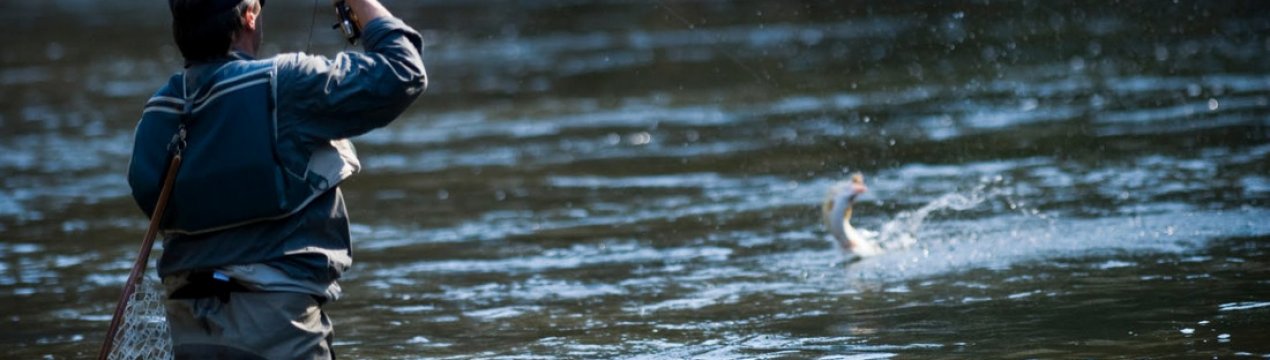 Як зловити сазана на Дону, необхідні снасті та місця лову