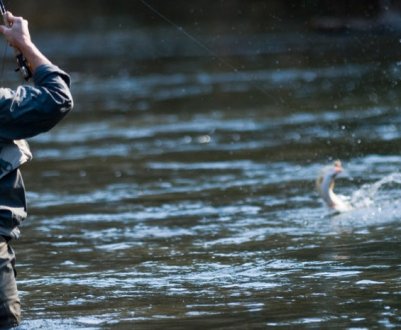 Як зловити сазана на Дону, необхідні снасті та місця лову