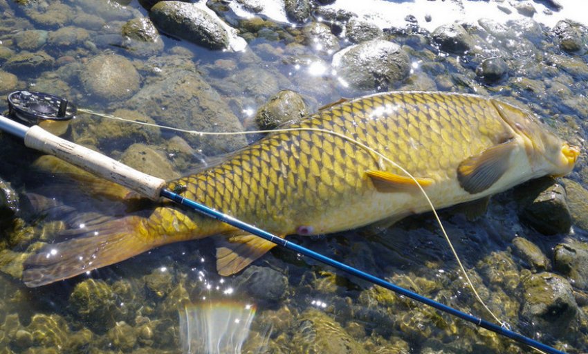 Ловля сазана Ловля сазана