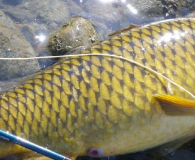 Як ловити сазана на Волзі