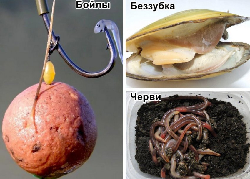 Наживка на сазана Наживка на сазана