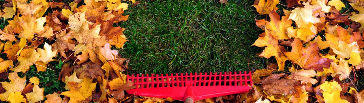 Осіння догляд та підготовка газону до зими