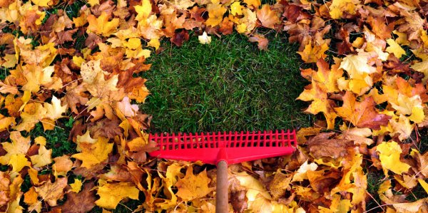 Уход за газоном осенью и его подготовка к зиме: нужно ли стричь и когда .