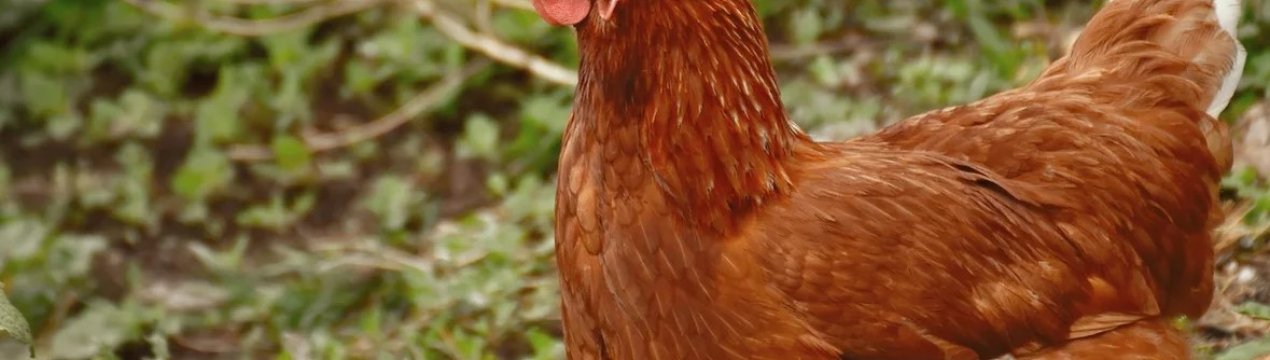 Випадок пташиного грипу був виявлений на фермі у Великобританії