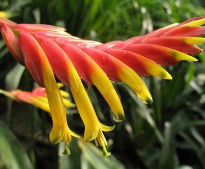 Врієзія спленриет: опис, вирощування і догляд в домашніх умовах