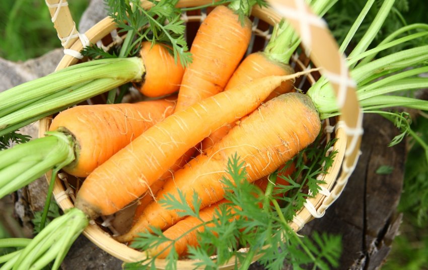 Дикие предки культурных растений находятся под угрозой исчезновения