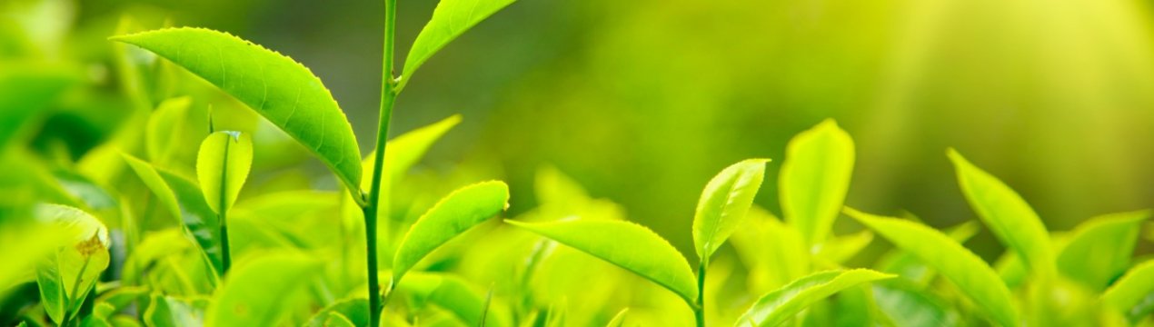 Дикий предків культурних рослин перебувають під загрозою зникнення