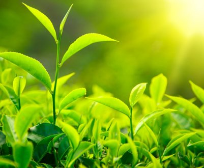 Дикий предків культурних рослин перебувають під загрозою зникнення