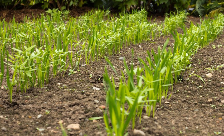 Бєлгородські аграрії не оминули сидерати