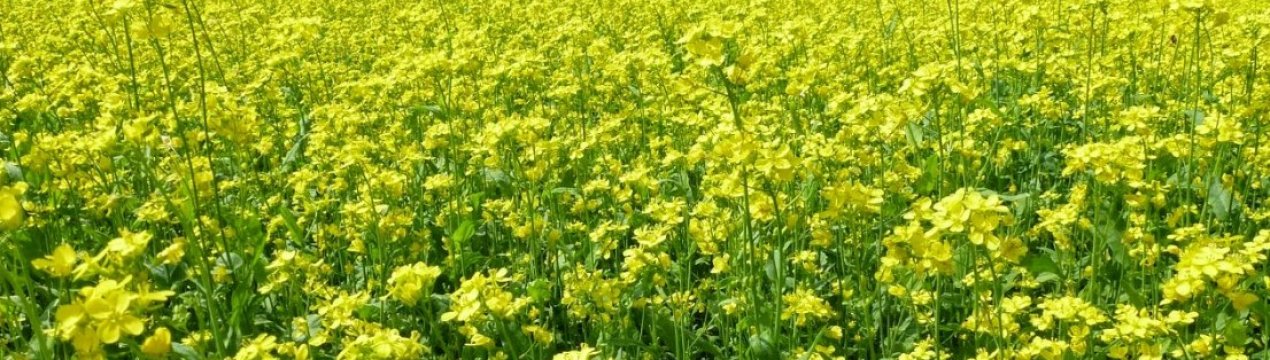 Белгородські аграрії не зневажають вигниваючими культурами