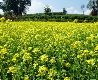 Белгородські аграрії не зневажають вигниваючими культурами