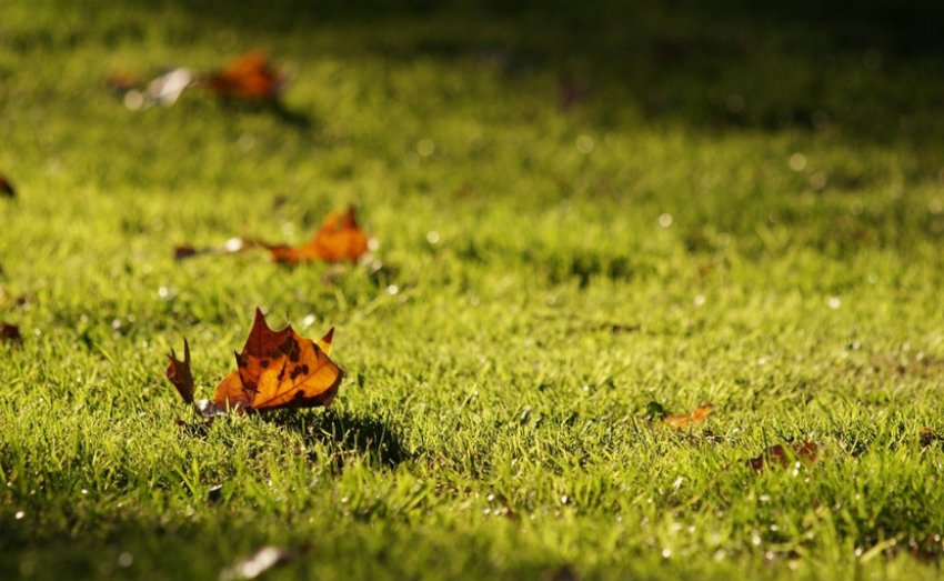 Газон осінній Газон осінній