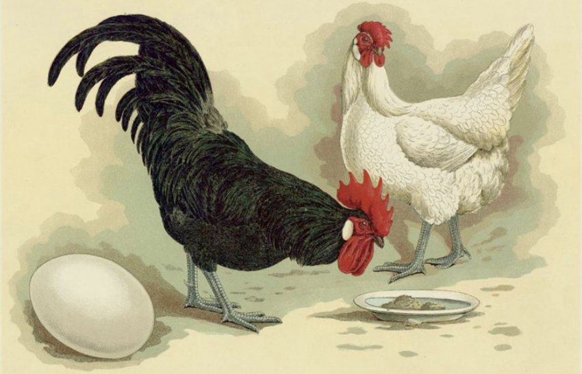 Порода курей мінорка