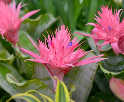 Ехмея: догляд в домашніх умовах