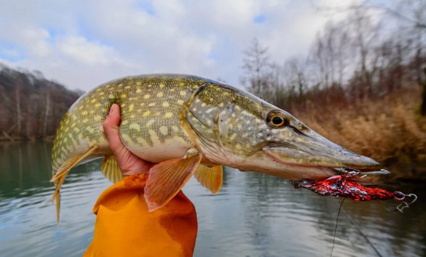 Риболовля на щуку