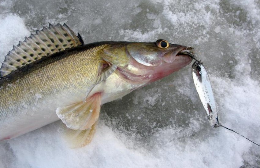 Риболовля на судака