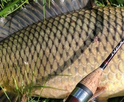 Ловля сазана на спінінг