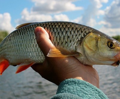 Як ловити головня на донну та фідерну снасті