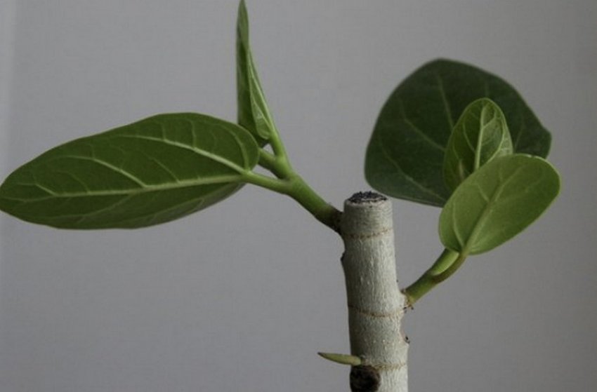 Обрізка фікуса Обрізка фікуса