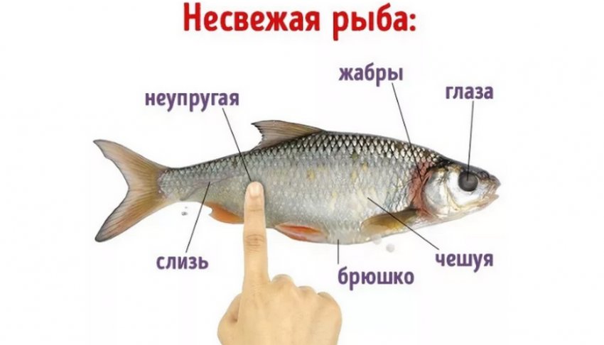 Как отличить замороженную. Как определить рыбу по свежести. Признаки свежей рыбы. Признаки не свежей рыбы. Как определить свежесть рыбы.