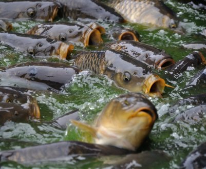 Особливості розведення сазана в домашніх умовах