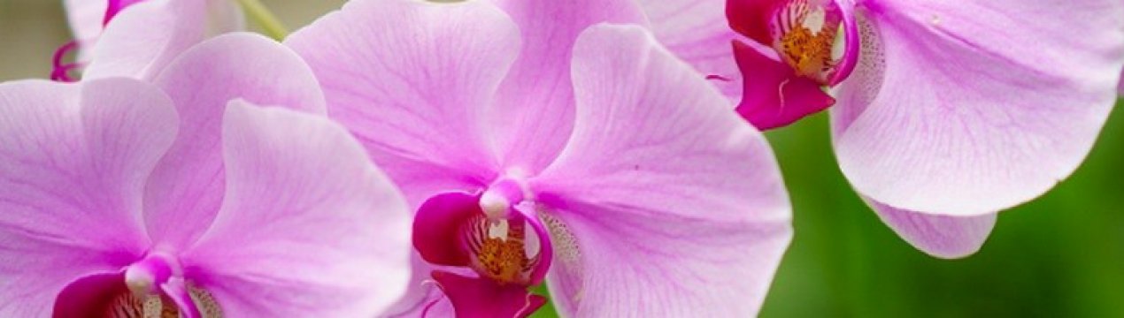 Як доглядати за орхідеєю цимбідіум в домашніх умовах