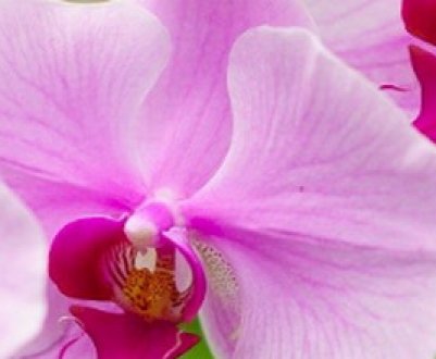 Як доглядати за орхідеєю цимбідіум в домашніх умовах