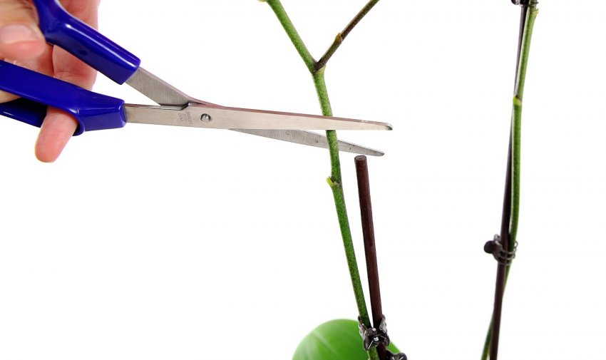 Обрізка блакитний орхідеї Обрізка блакитний орхідеї