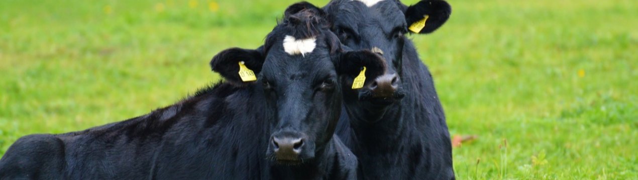 В Україні зменшується кількість молочних корів