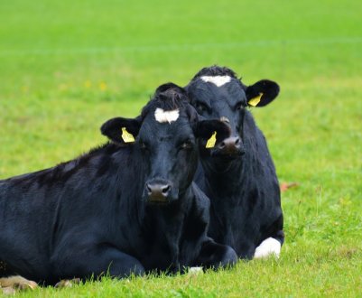 В Україні зменшується кількість молочних корів
