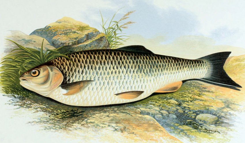 Риба головень