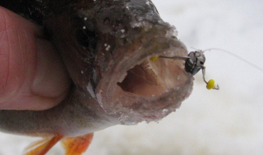 Ловля риби Ловля риби