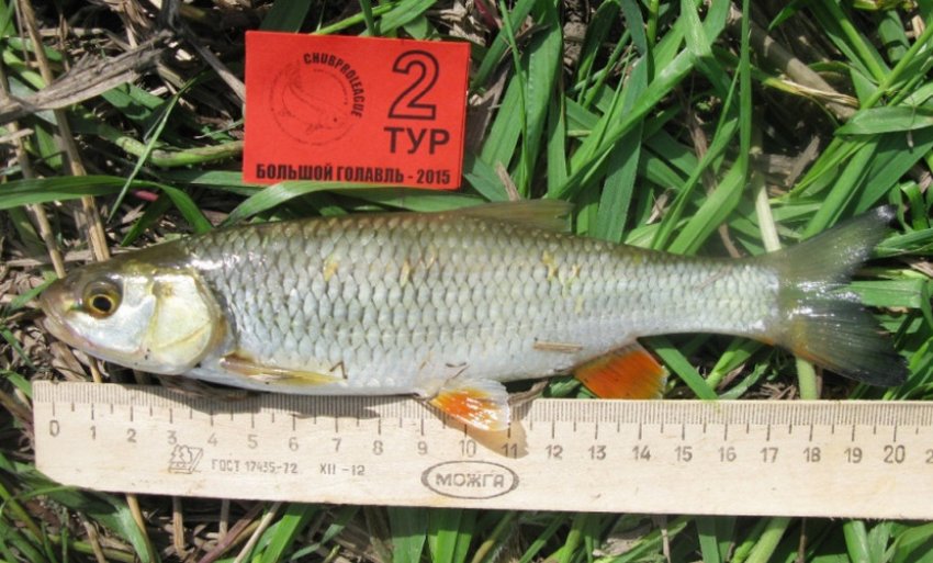 Великий головень