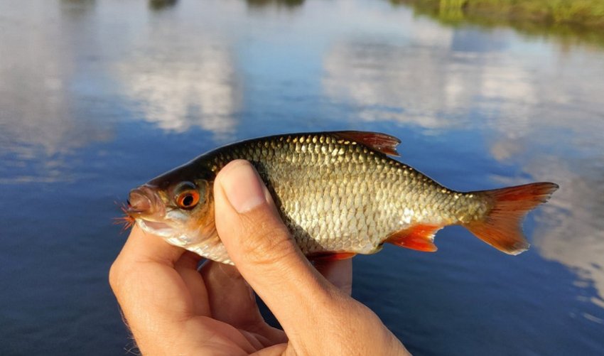 Маленький головень