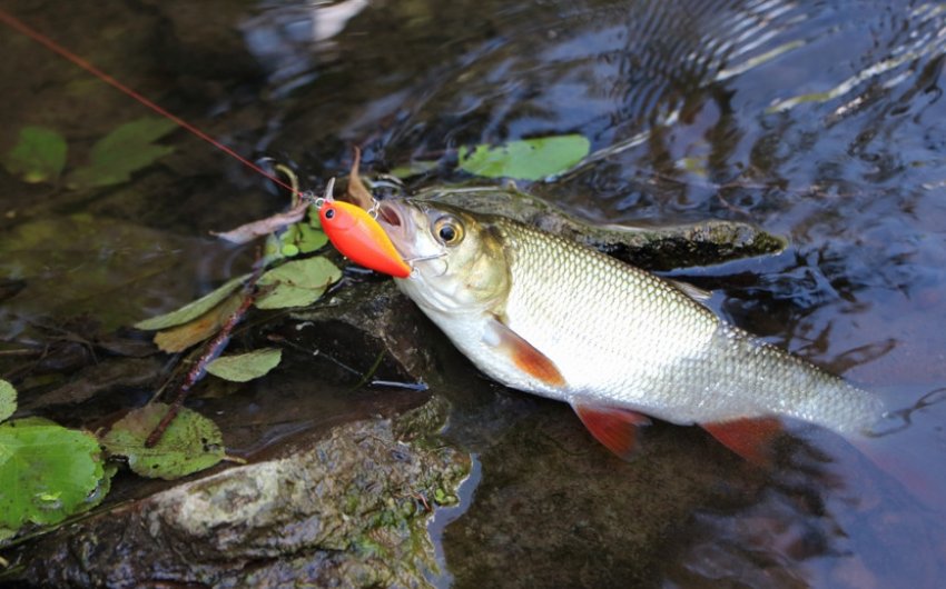 Ловля головня