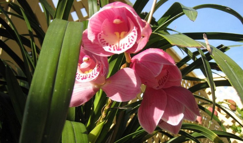 Алоэлистный Алоэлистный