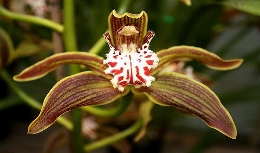 Гігантський Гігантський