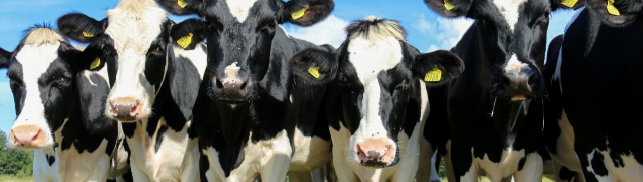 Росія має намір збільшити виробництво молока