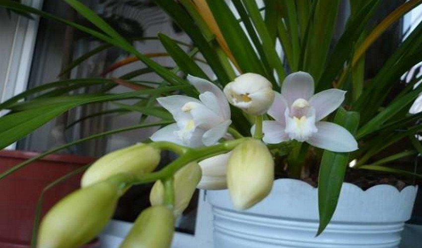 Карликовий Карликовий