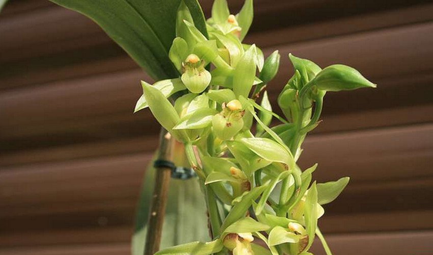 Ланцетолистный Ланцетолистный