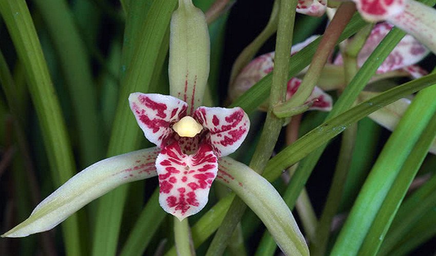 Мечолистий Мечолистий