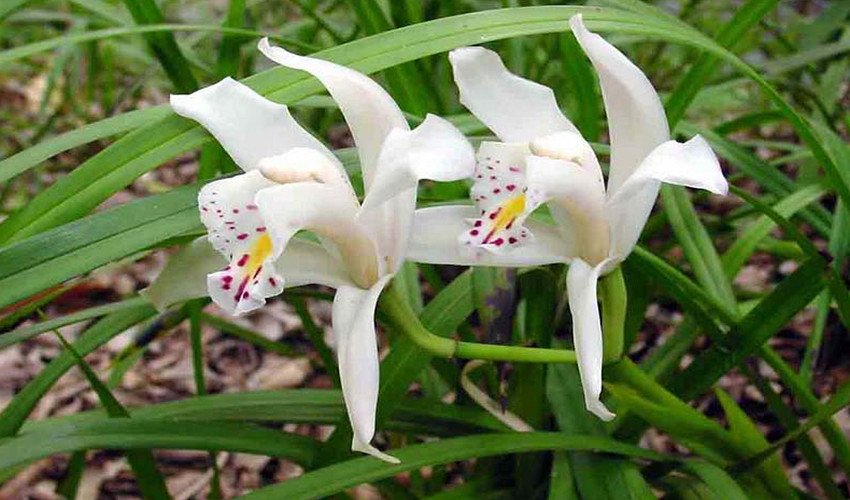 Слонова кістка Слонова кістка