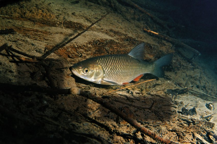 Головень Головень